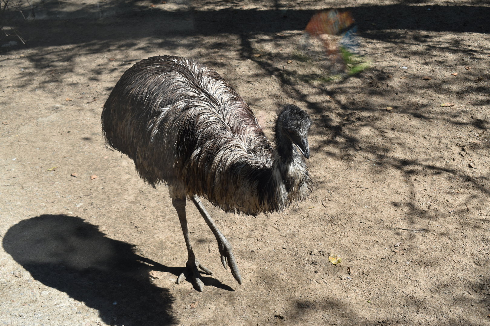 Emu