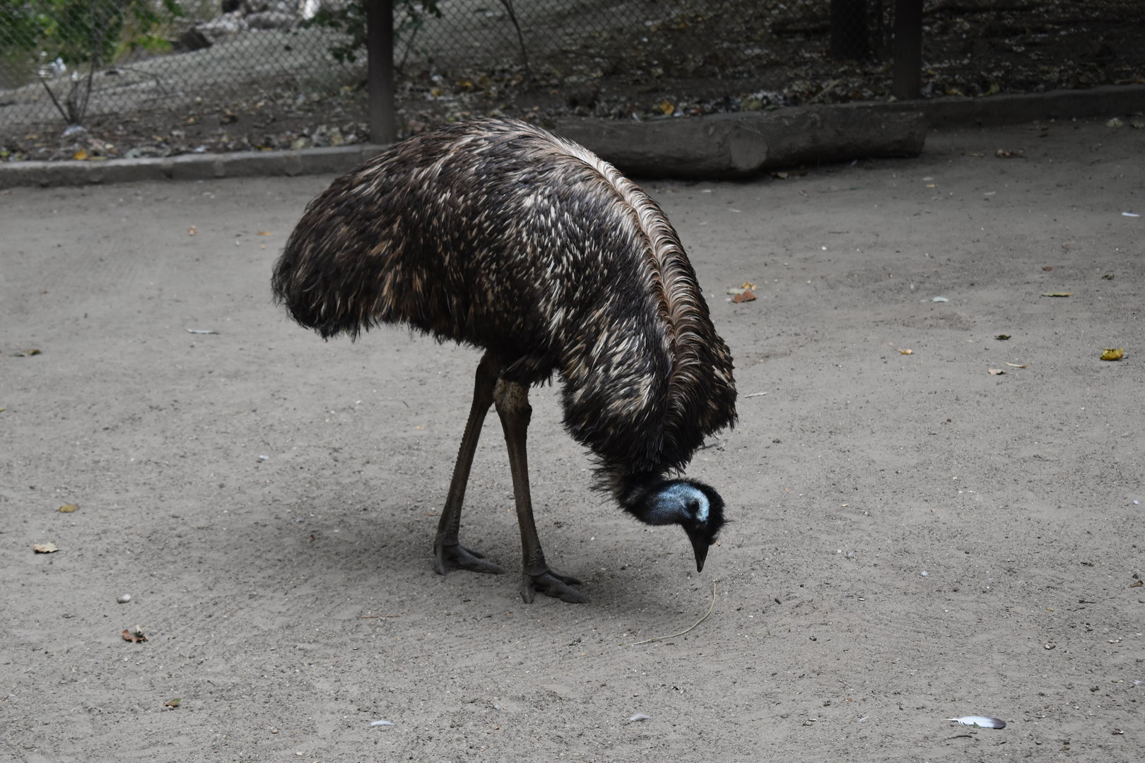 Emu