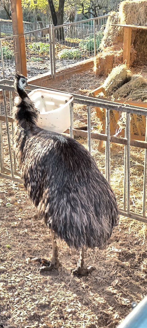 Emu
