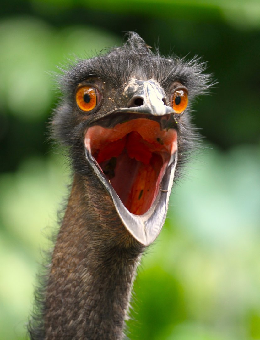 Emu