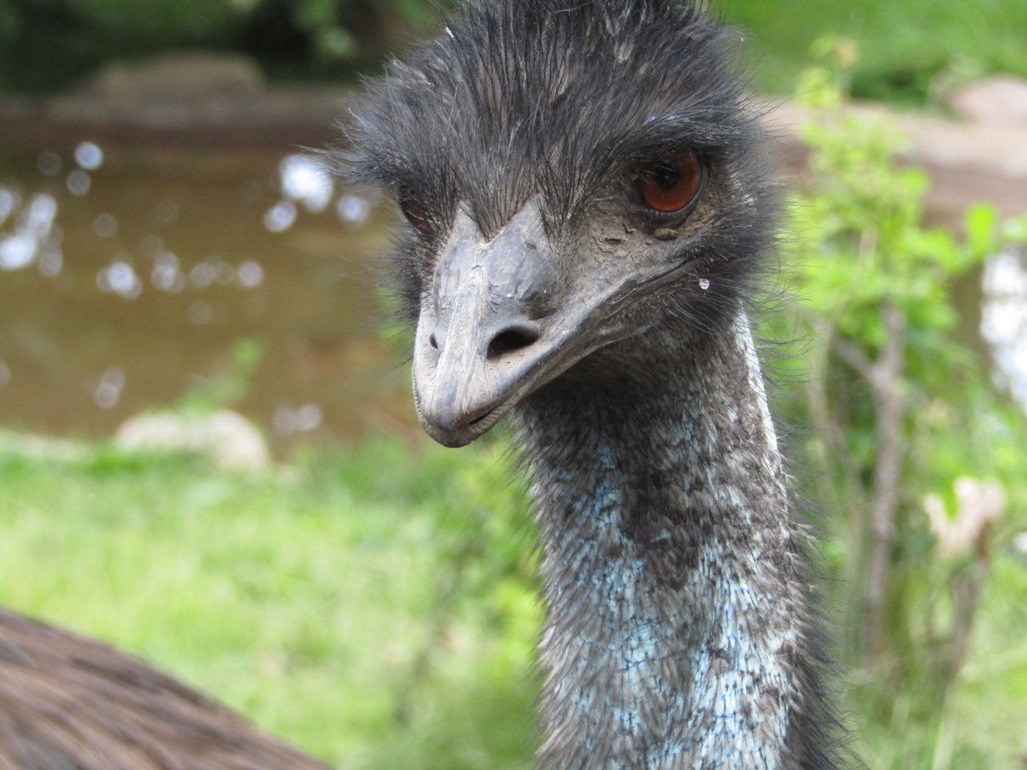 Emu