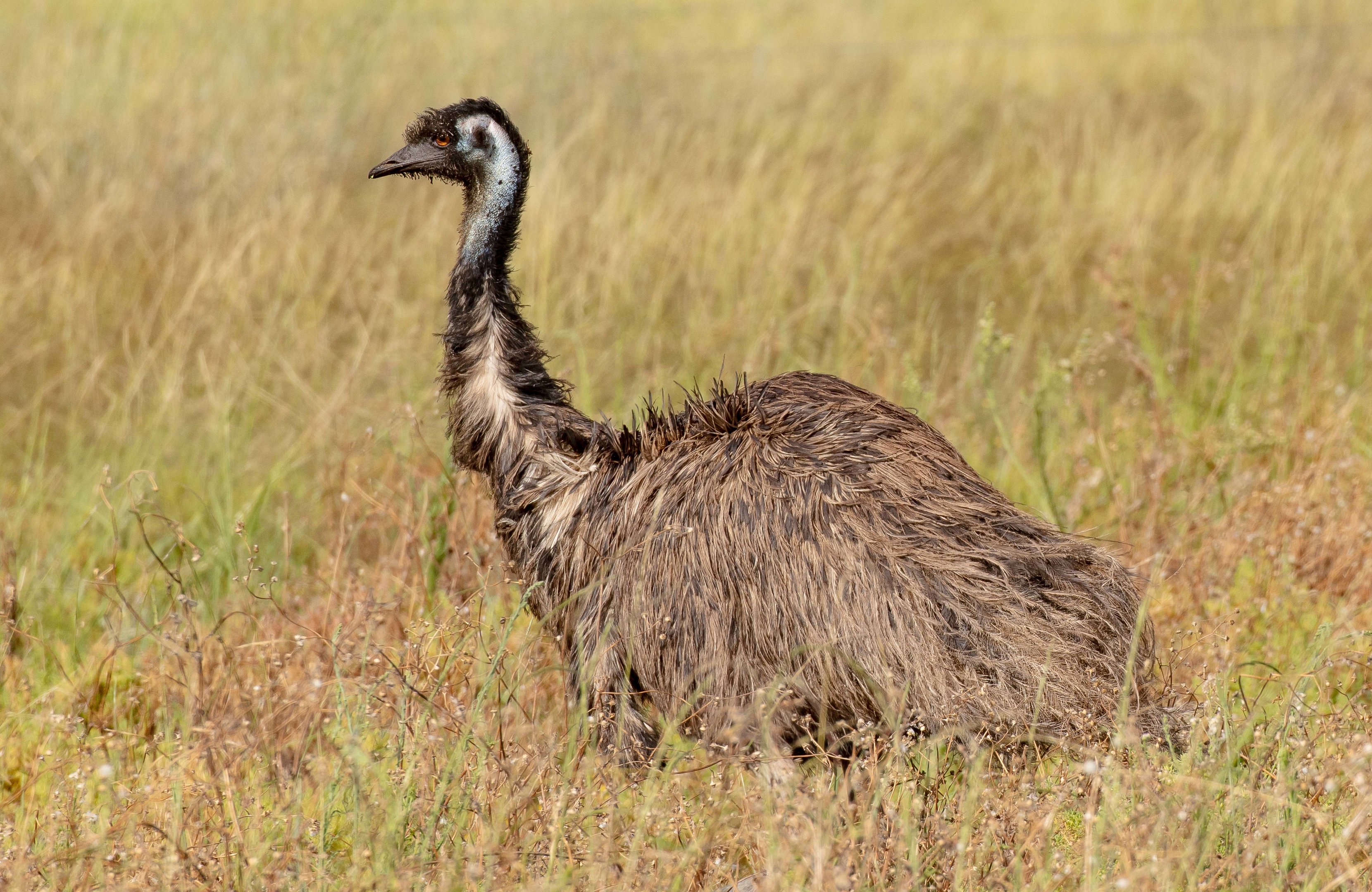 Emu