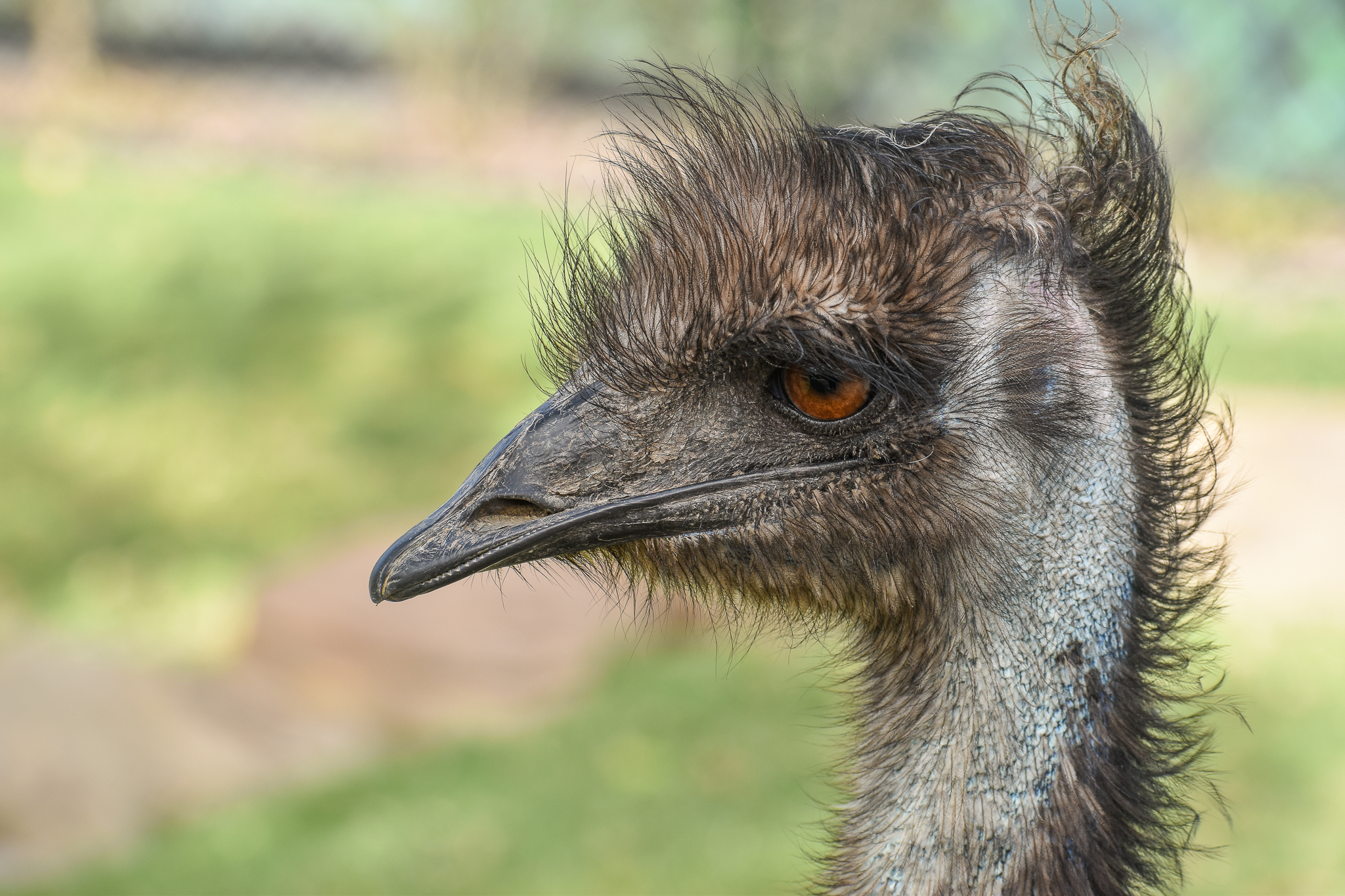Emu