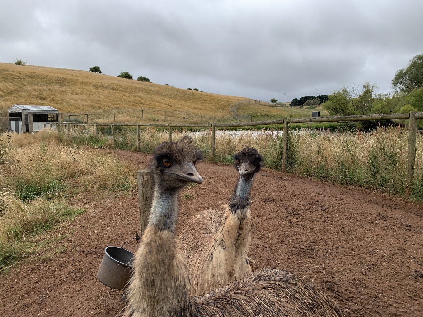 Emu