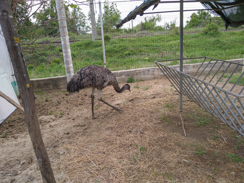 Emu
