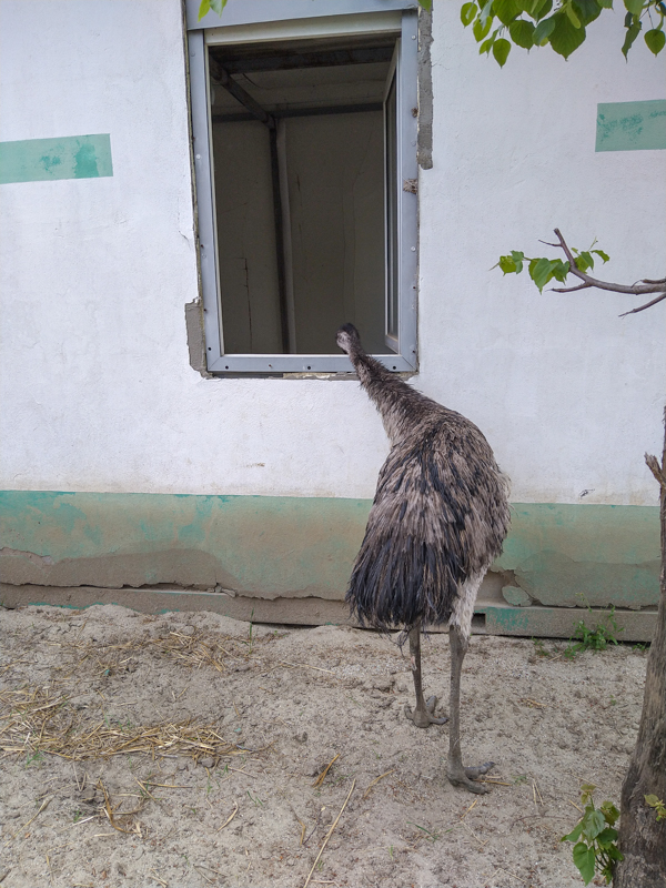 Emu