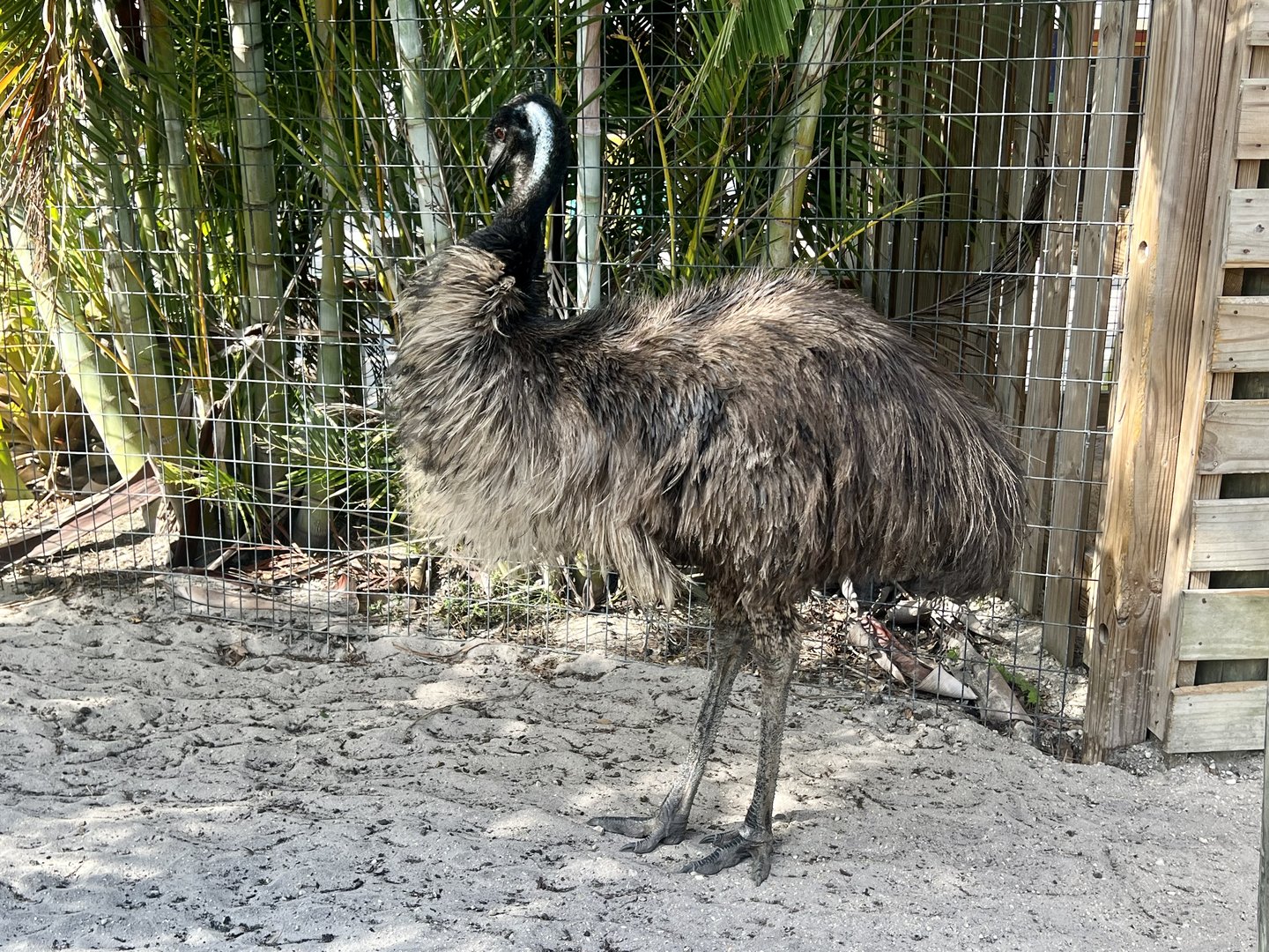 Emu