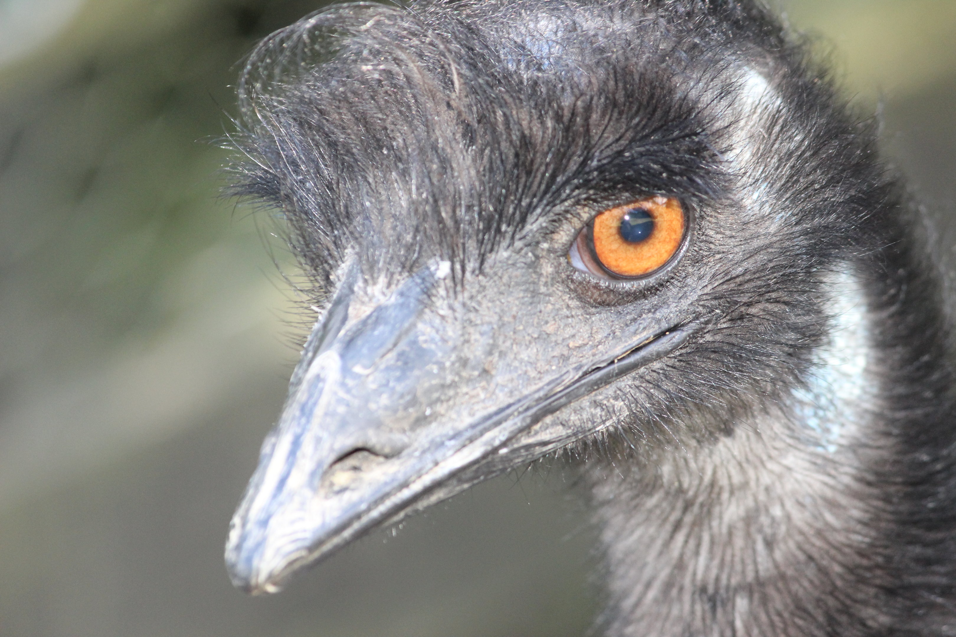 Emu