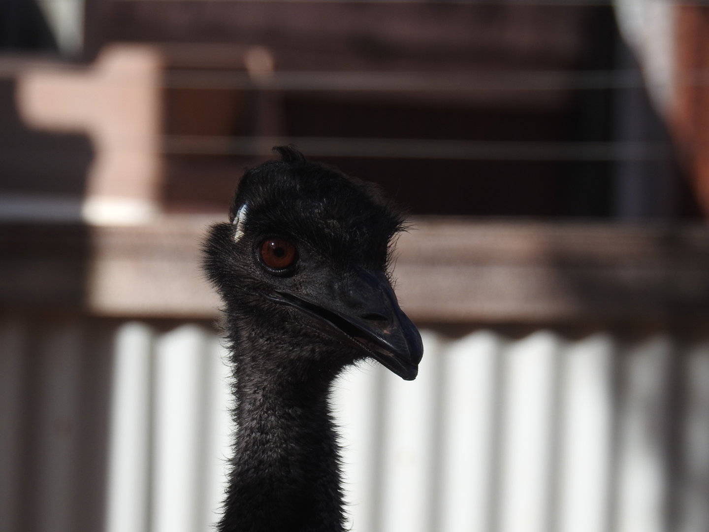 Emu