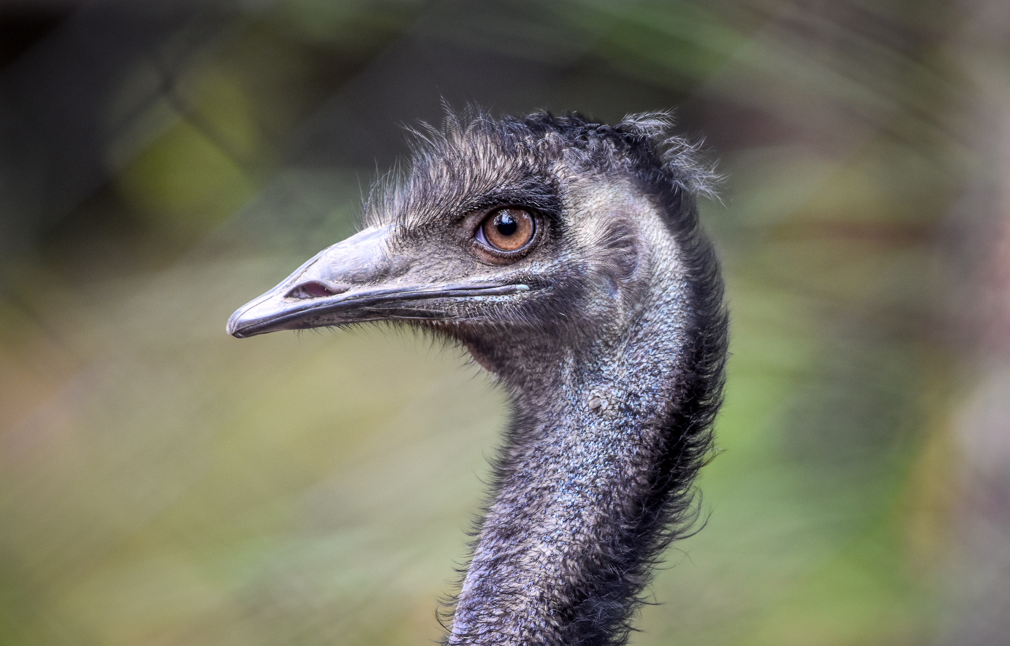 Emu