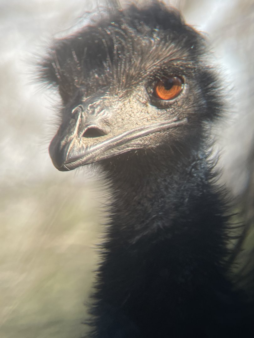 Emu