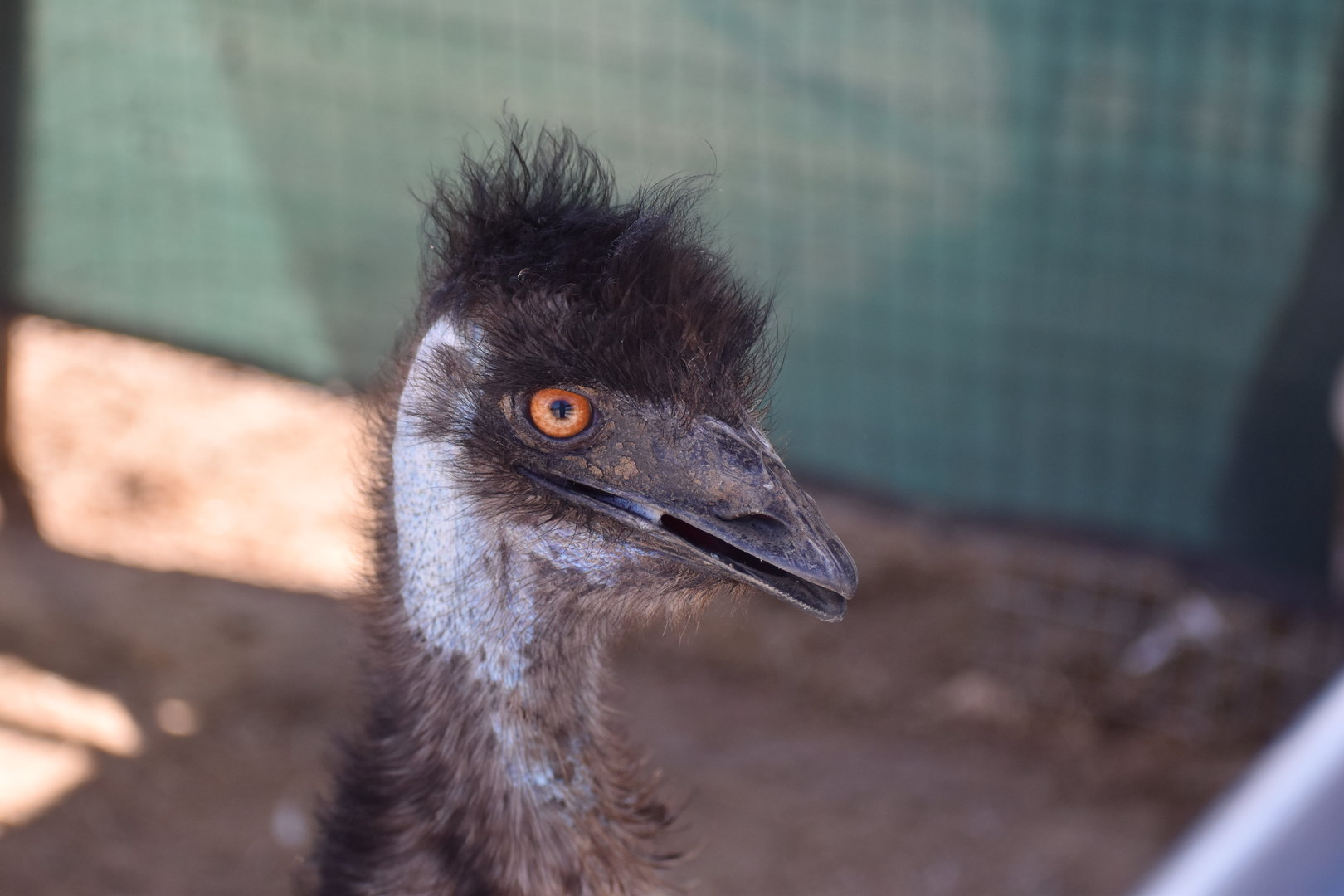 Emu