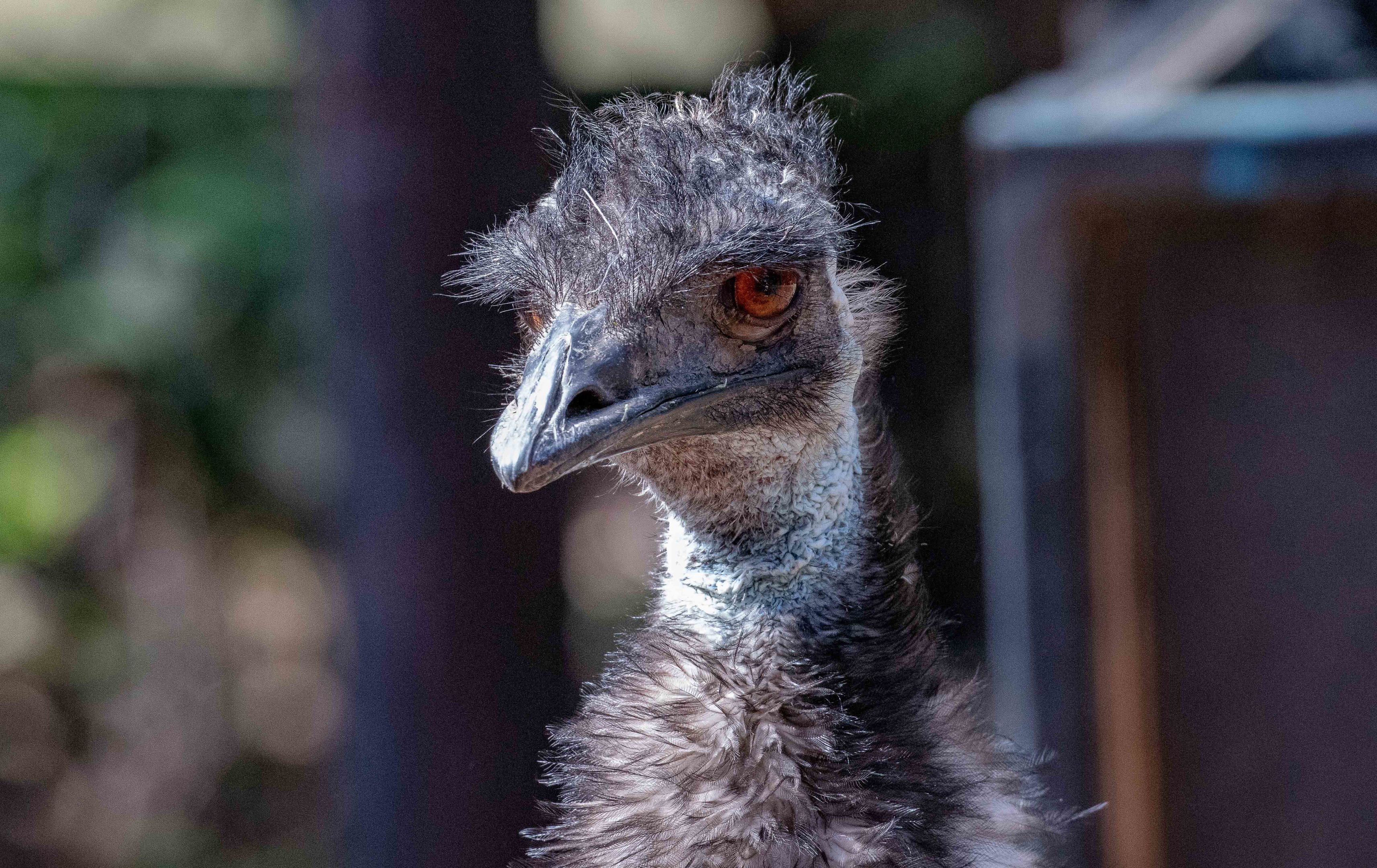 Emu