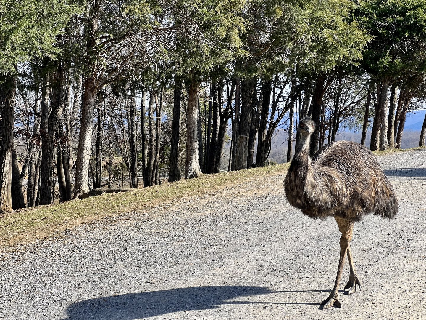 Emu