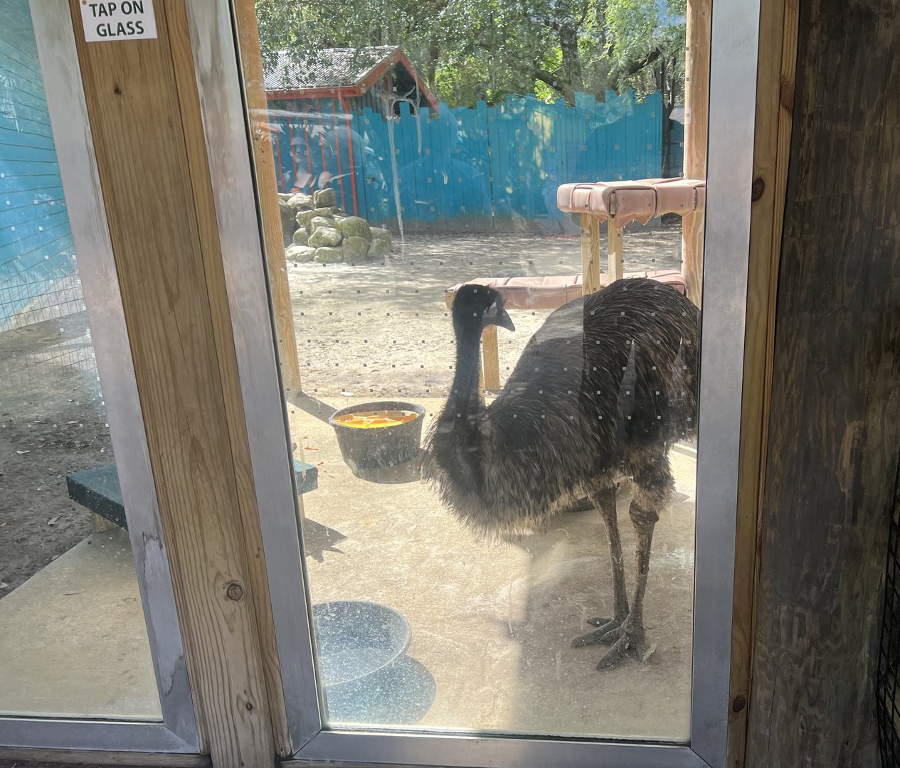 Emu