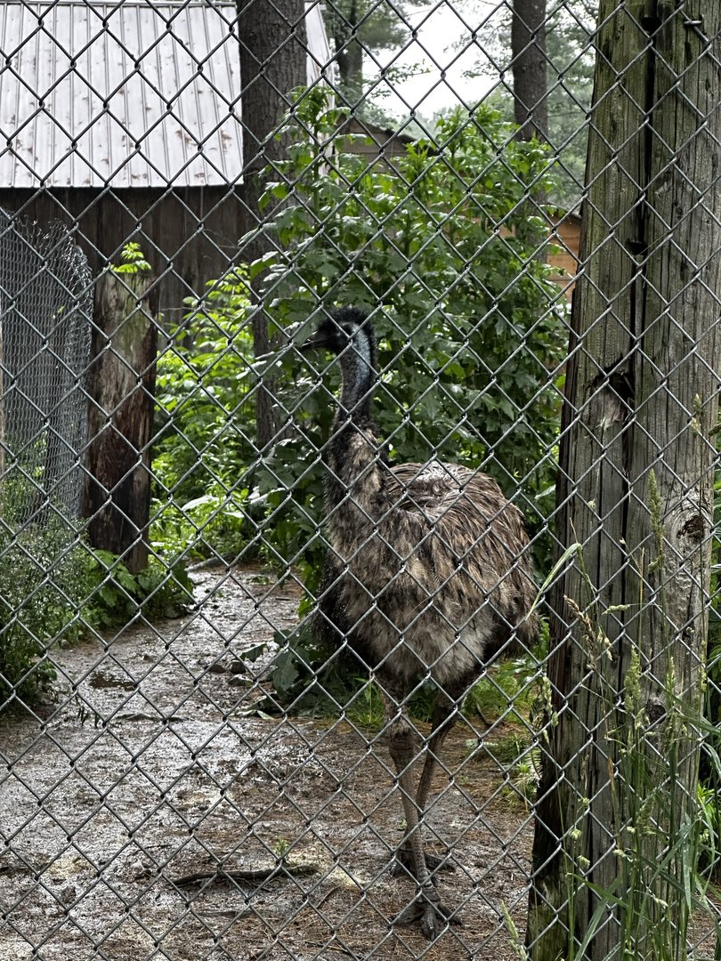 Emu