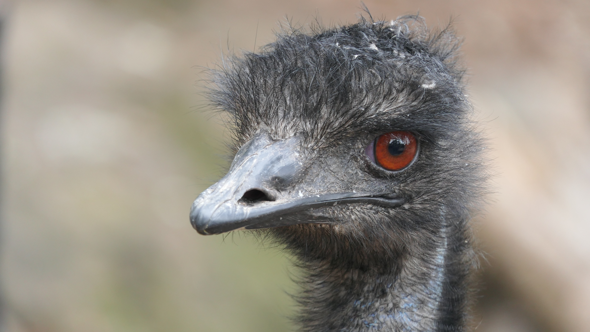 Emu