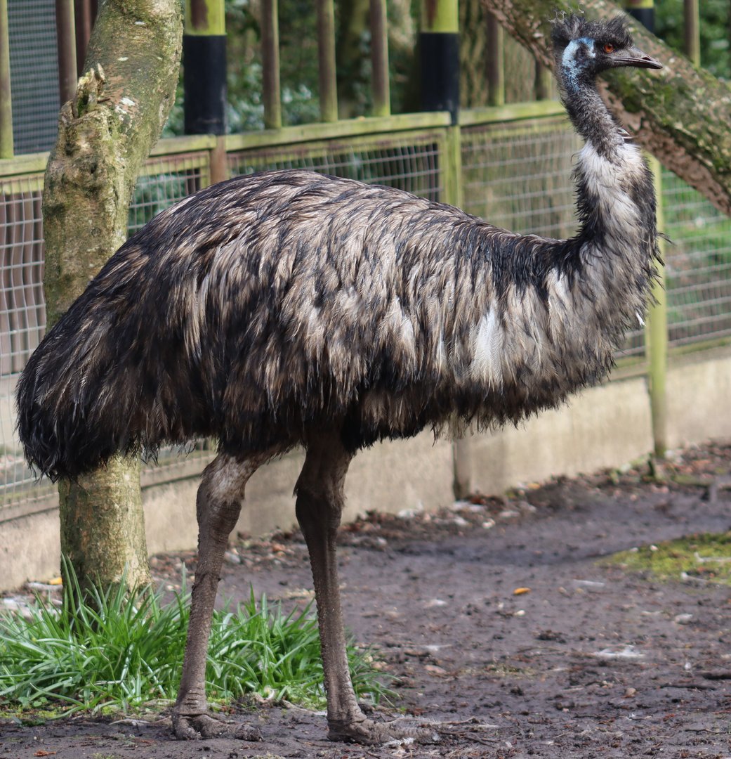 Emu