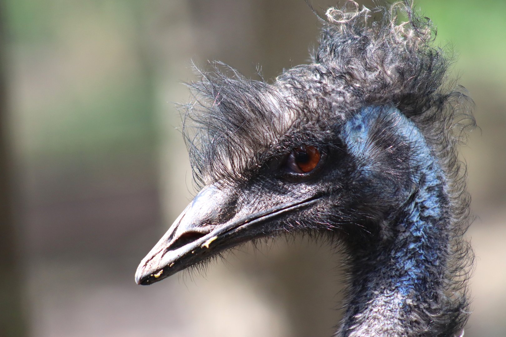 Emu