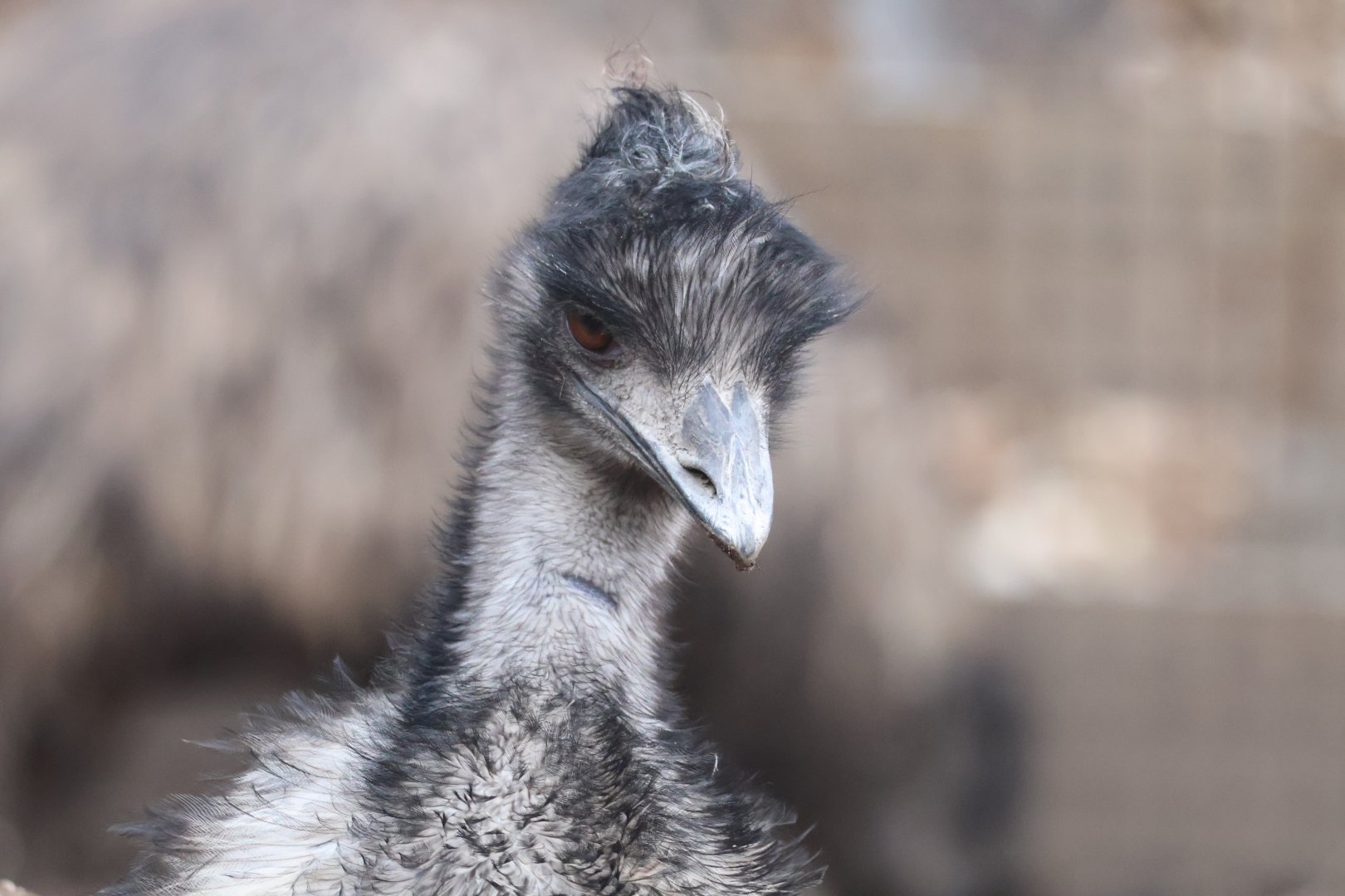 Emu