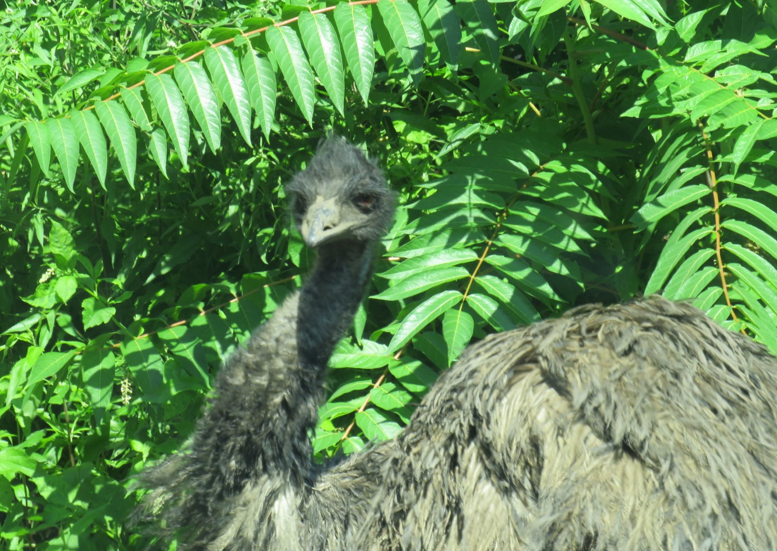 Emu