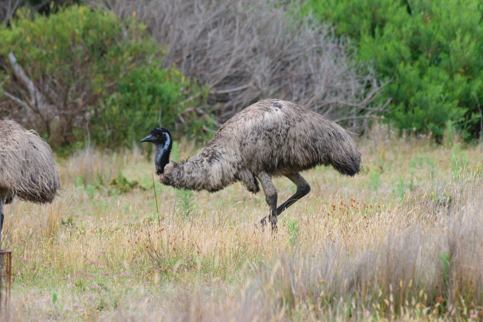 Emu
