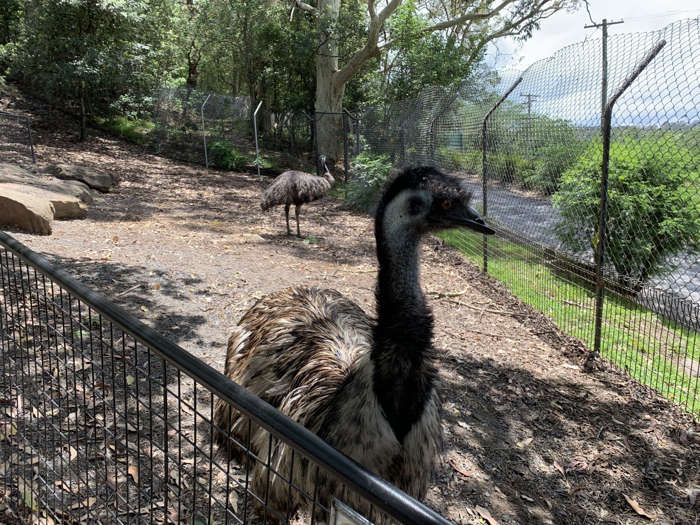 Emu