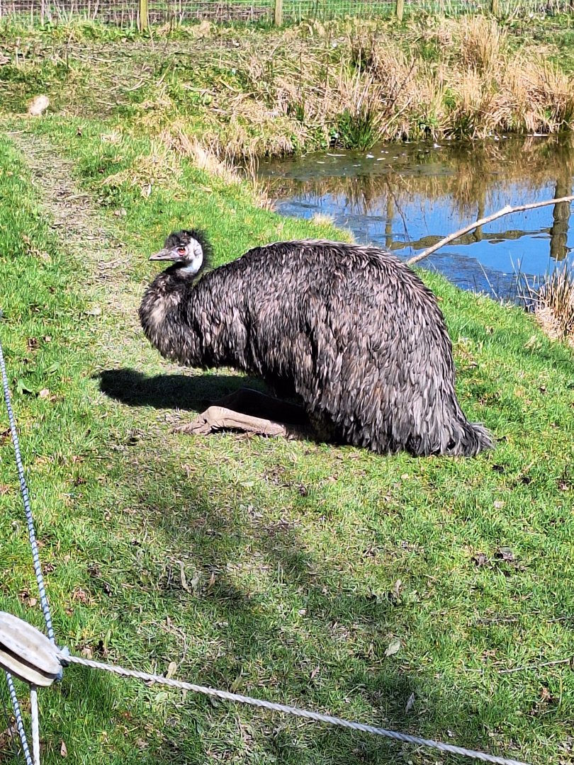 Emu