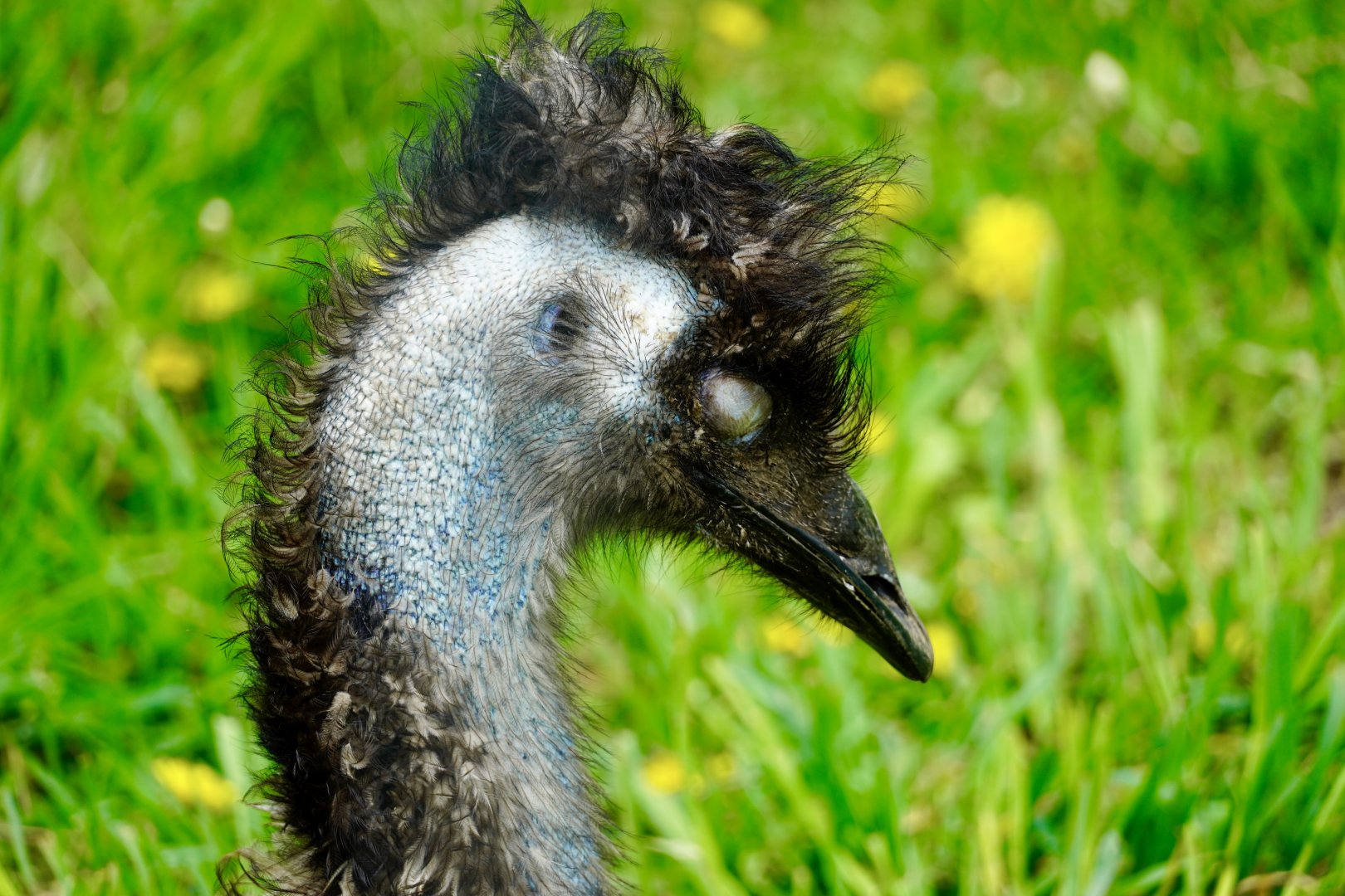 Emu