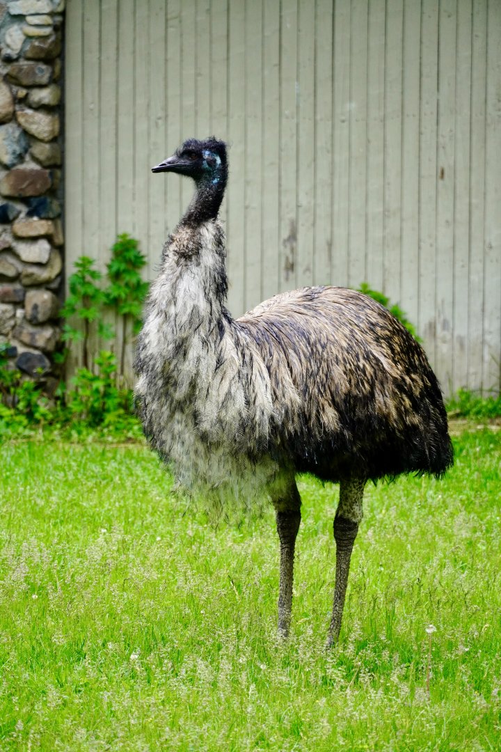 Emu