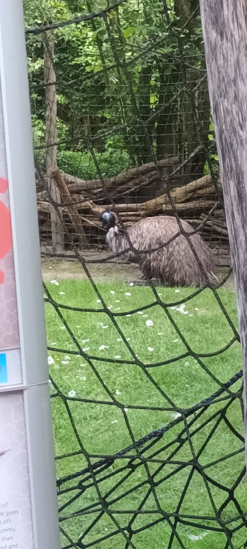Emu