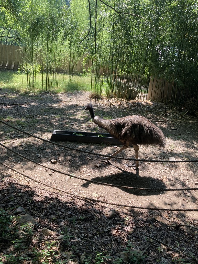 Emu