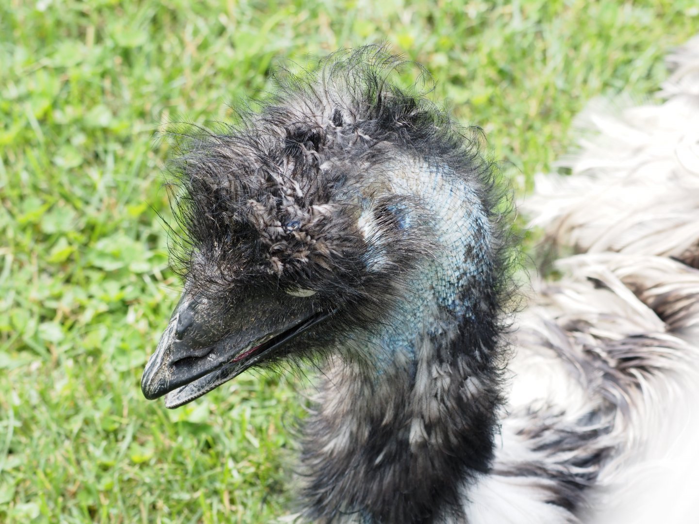 Emu