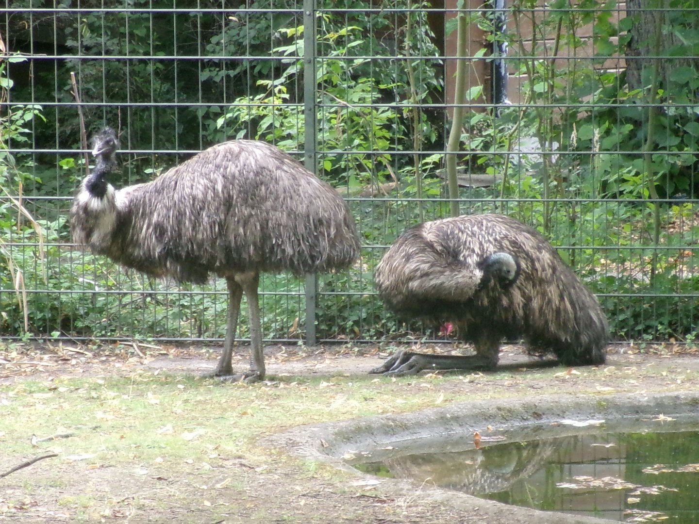 Emu