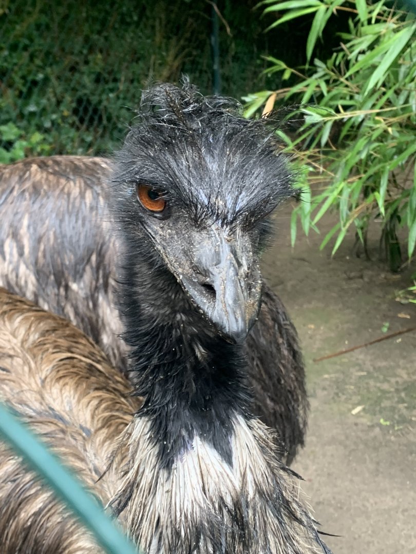 Emu