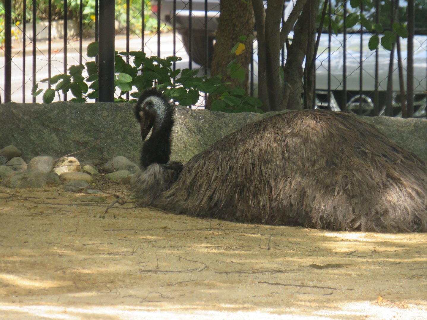 Emu