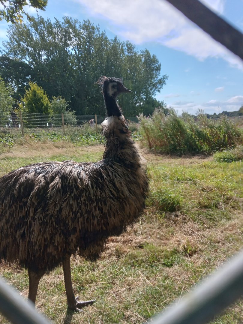 Emu