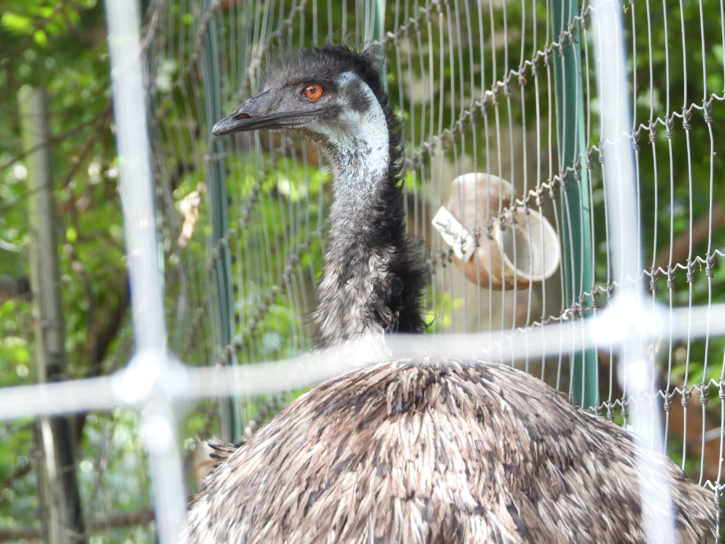 Emu