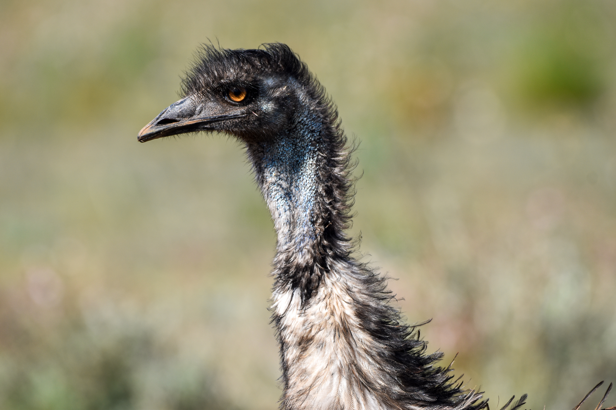 Emu