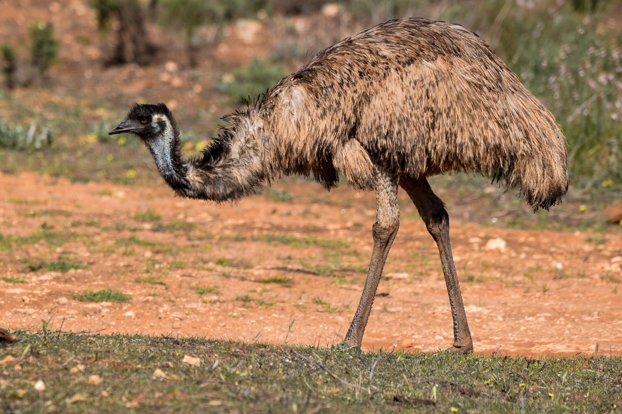 Emu