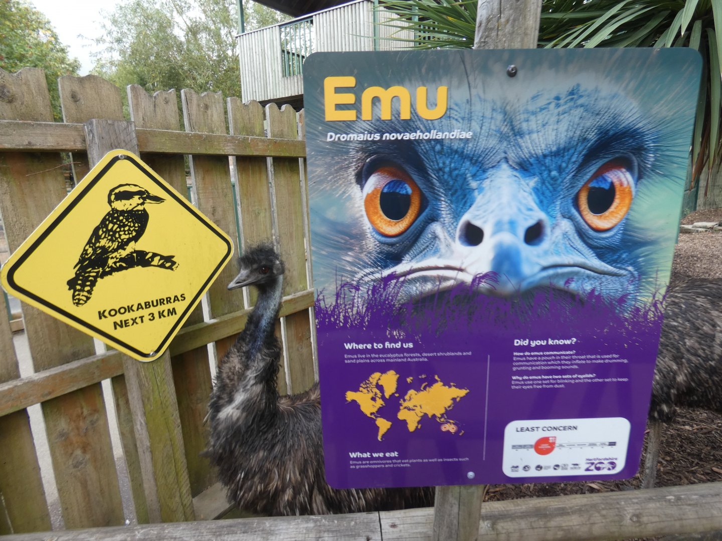 Emu
