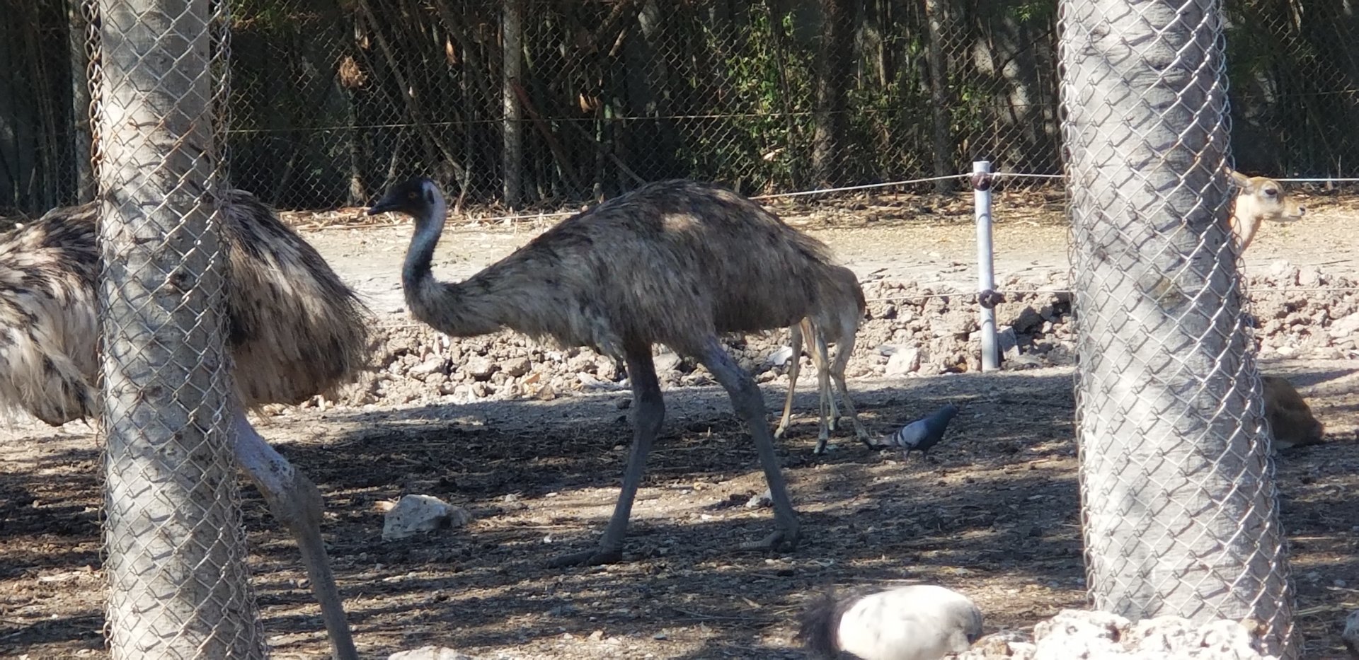 Emu