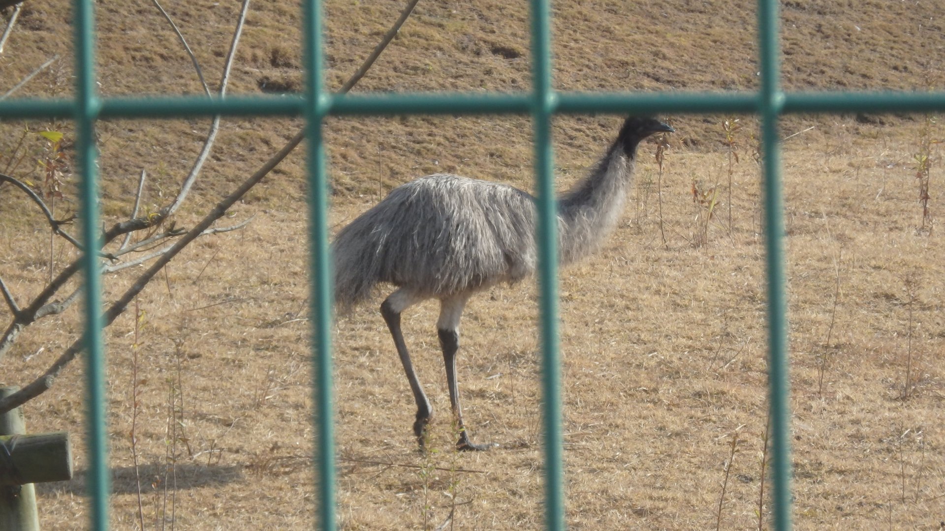 Emu