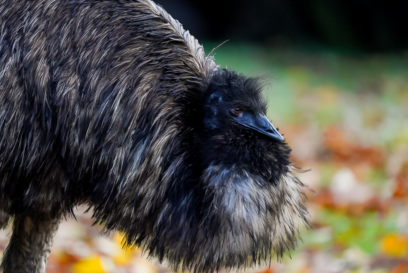 Emu