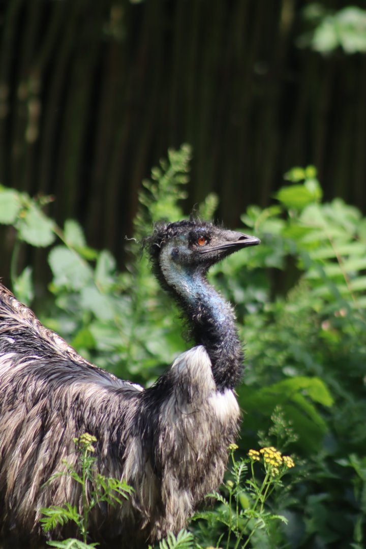 Emu