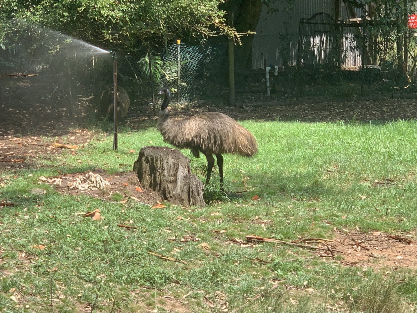Emu