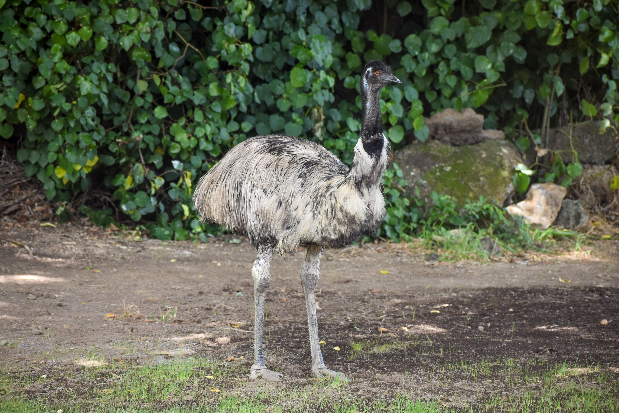 Emu