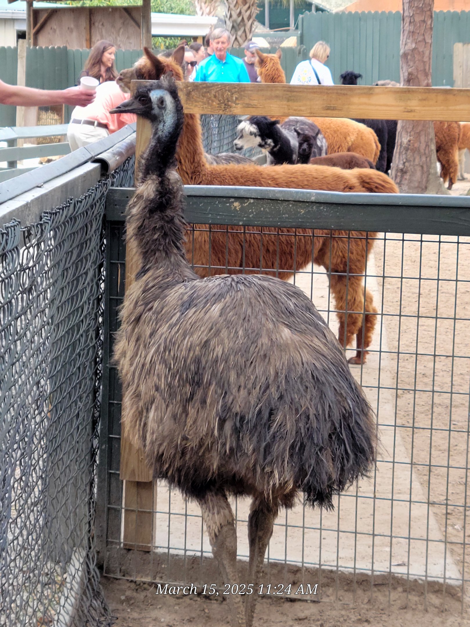 Emu