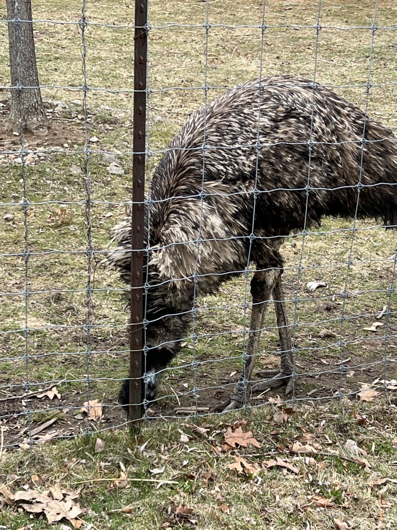 Emu