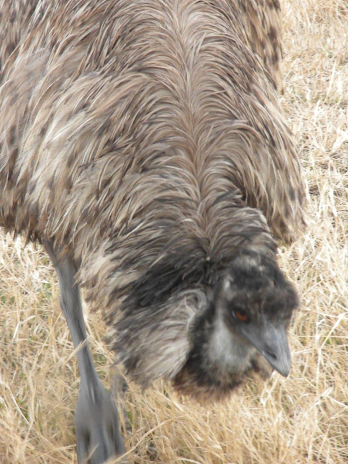 Emu